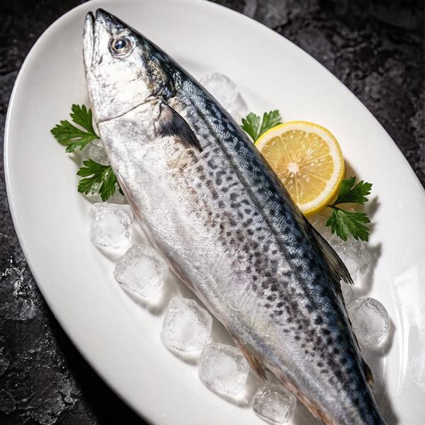Spanish Mackerel