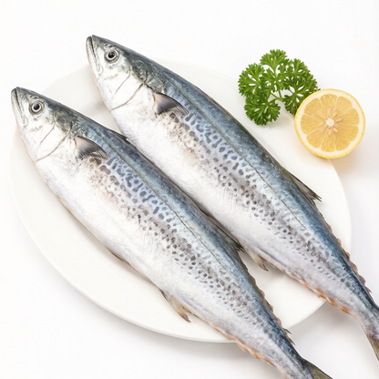 Spanish Mackerel